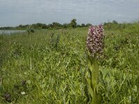 Dactylorhiza incarnata 37, Vleeskleurige orchis, Saxifraga-Jan van der Straaten