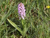 Dactylorhiza incarnata 50, Vleeskleurige orchis, Saxifraga-Peter Meininger
