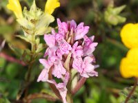Dactylorhiza incarnata 52, Vleeskleurige orchis, Saxifraga-Bart Vastenhouw