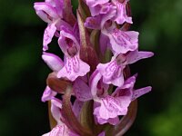 Dactylorhiza incarnata 57, Vleeskleurige orchis, Saxifraga-Hans Dekker