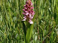 Dactylorhiza incarnata 63, Vleeskleurige orchis, Saxifraga-Hans Dekker