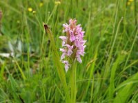 Dactylorhiza incarnata 69, Vleeskleurige orchis, Saxifraga-Hans Dekker