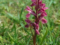 Dactylorhiza incarnata ssp coccinea 116, Steenrode orchis, Saxifraga-Ed Stikvoort