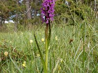 Dactylorhiza incarnata var haematodes 124, Saxifraga-Ed Stikvoort