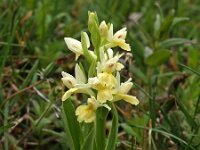 Dactylorhiza insularis 2, Saxifraga-Hans Dekker
