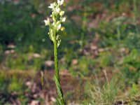 Dactylorhiza insularis 3, Saxifraga-Hans Dekker