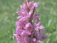 Dactylorhiza kalopissii 1, Saxifraga-Eugen Schaub