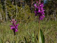 Dactylorhiza lapponica 12, Saxifraga-Ed Stikvoort
