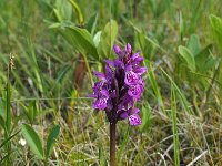 Dactylorhiza lapponica 2, Saxifraga-Hans Dekker