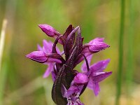 Dactylorhiza lapponica 3, Saxifraga-Hans Dekker