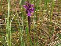Dactylorhiza lapponica 4, Saxifraga-Hans Dekker