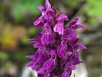 Dactylorhiza lapponica 7, Saxifraga-Hans Dekker