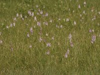 Dactylorhiza maculata ssp maculata 129, Gevlekte orchis, Saxifraga-Bas Klaver