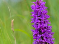 Wild marshorchid close up  Wild marsh orchid close up : Dactylorhiza majalis, Netherlands, atmosphere, copy space, dactylorhiza, england, field, flora, flower, grass, green, insect, landscape, macro, marsh, meadow, mood, natural, nature, one, orchid, orchidaceae, pasture, pink, plant, praetermissa, purple, rural, somerset, southern, spring, summer, tall, vegetation, vertical, wild, wildflower