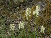 Dactylorhiza markusii 19, Saxifraga-Willem van Kruijsbergen