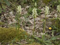 Dactylorhiza markusii 22, Saxifraga-Willem van Kruijsbergen
