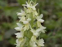 Dactylorhiza markusii 7, Saxifraga-Willem van Kruijsbergen
