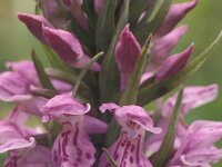 Dactylorhiza pardalina 2, Saxifraga-Hans Dekker