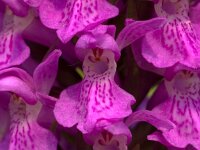Dactylorhiza praetermissa, Southern Marsh-orchid