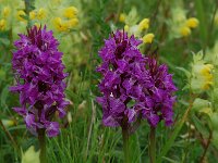 Dactylorhiza praetermissa 10,  Rietorchis, Saxifraga-Willem van Kruijsbergen