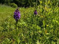Dactylorhiza praetermissa 114, Rietorchis, Saxifraga-Jan van der Straaten