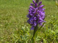 Dactylorhiza praetermissa 116, Rietorchis, Saxifraga-Jan van der Straaten
