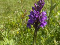 Dactylorhiza praetermissa 118, Rietorchis, Saxifraga-Jan van der Straaten