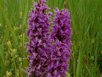 Dactylorhiza praetermissa 13, Gevlekte rietorchis, Saxifraga-Willem van Kruijsbergen
