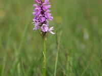 Dactylorhiza praetermissa 154, Rietorchis, Saxifraga-Hans Dekker