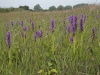 Dactylorhiza praetermissa 166, Rietorchis, Saxifraga-Willem van Kruijsbergen