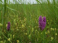 Dactylorhiza praetermissa 19,  Rietorchis, Saxifraga-Willem van Kruijsbergen