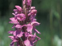 Dactylorhiza praetermissa 20, Gevlekte Rietorchis, Saxifraga-Hans Dekker