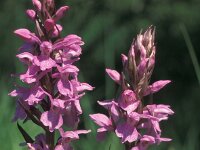 Dactylorhiza praetermissa 21,  Rietorchis, Saxifraga-Hans Dekker