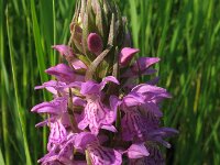 Dactylorhiza praetermissa 23,  Rietorchis, Saxifraga-Rutger Barendse