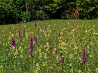 Dactylorhiza praetermissa 3, Gevlekte rietorchis, Saxifraga-Hans Dekker