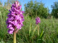 Dactylorhiza praetermissa 40, Rietorchis, Saxkifraga-Mark Zekhuis