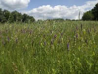 Dactylorhiza praetermissa 60, Rietorchis, Saxifraga-Willem van Kruijsbergen