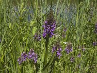 Dactylorhiza praetermissa 65, Rietorchis, Saxifraga-Jan van der Straaten