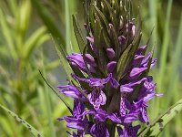 Dactylorhiza praetermissa 69, Rietorchis, Saxifraga-Jan van der Straaten