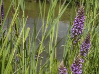Dactylorhiza praetermissa 72, Rietorchis, Saxifraga-Jan van der Straaten