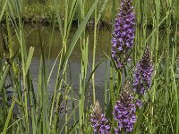 Dactylorhiza praetermissa 73, Rietorchis, Saxifraga-Jan van der Straaten