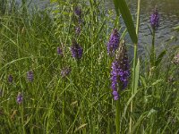 Dactylorhiza praetermissa 74, Rietorchis, Saxifraga-Jan van der Straaten