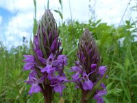 Dactylorhiza praetermissa 84, Rietorchis, Saxifraga-Mark Zekhuis