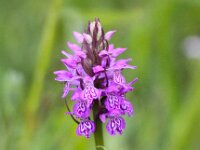Dactylorhiza praetermissa 85, Rietorchis, Saxifraga-Bart Vastenhouw