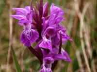 Dactylorhiza praetermissa s l 94, Rietorchis, Saxifraga-Hans Dekker