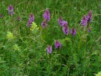 Dactylorhiza praetermissa ssp junialis 133,  Rietorchis, Saxifraga-Ed Stikvoort
