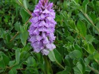 Dactylorhiza praetermissa ssp junialis 134, Gevlekte rietorchis, Saxifraga-Ed Stikvoort