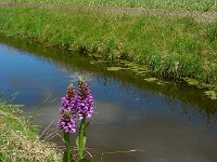 Dactylorhiza praetermissa ssp junialis 136,  Rietorchis, Saxifraga-Ed Stikvoort