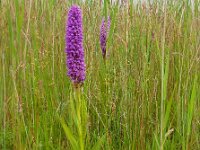 Dactylorhiza praetermissa ssp junialis 139, Gevlekte rietorchis, Saxifraga-Ed Stikvoort
