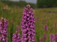 Dactylorhiza praetermissa ssp junialis 26, Gevlekte rietorchis, Saxifraga-Hans Dekker